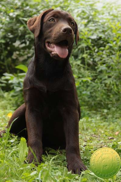 Породный щенок лабрадора. Родители сертифицированы по здоров в фото 4
