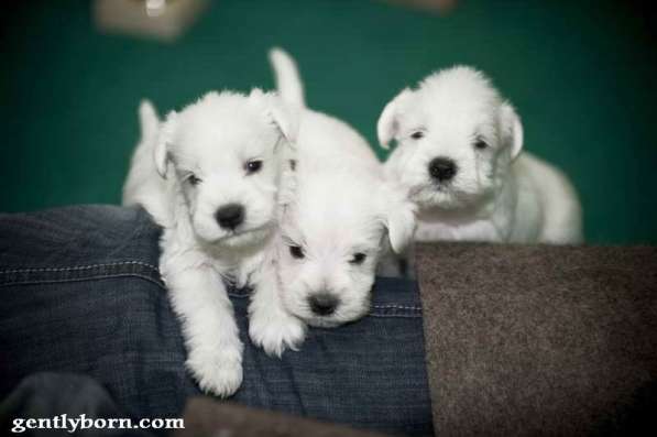 Щенки белого цвергшнауцера в Москве фото 5