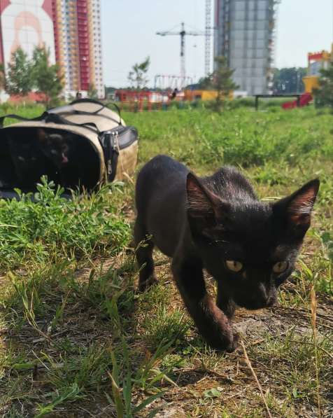 Котёнок. Мечтаете о котёнке. Прсмотрите на Шторма в Новосибирске