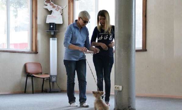 Дрессировка собак - шоу-тренинг и общий курс послушания в Новосибирске фото 5