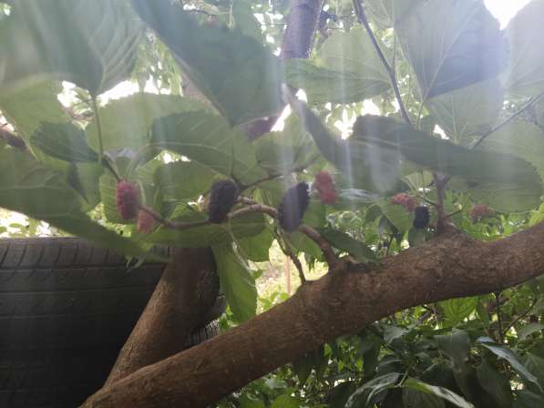 Ровный участок на 7км СТ Горнодолинный в Севастополе фото 10