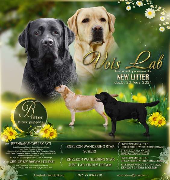 Щенки лабрадора- ретривера в фото 38