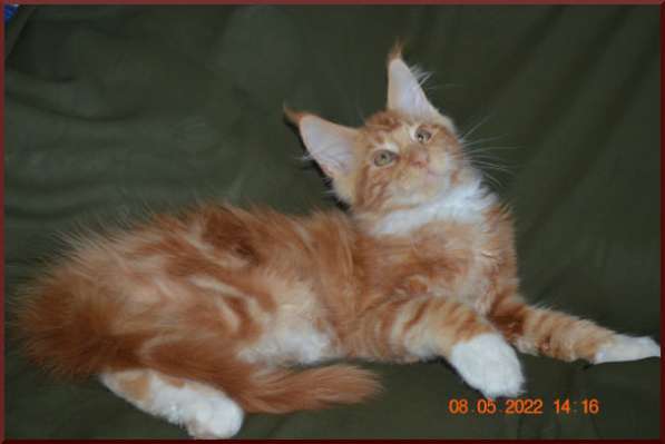 Роскошный черный котик мейн-кун из питомника в Астрахани фото 43