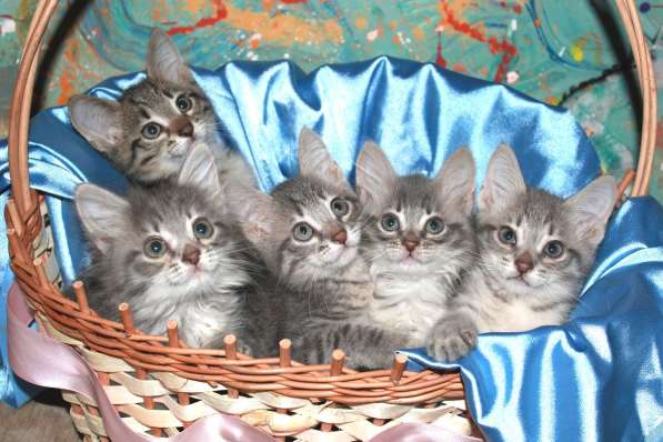 Серые мурлыки, котята в добрые руки