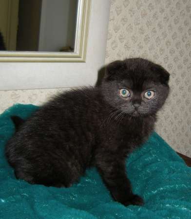 Продается черный вислоухий котенок в Дубне фото 3