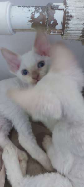 Девон-рексы котя в Москве