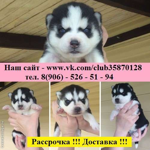 Черно-белые голубоглазые щеночки хаски