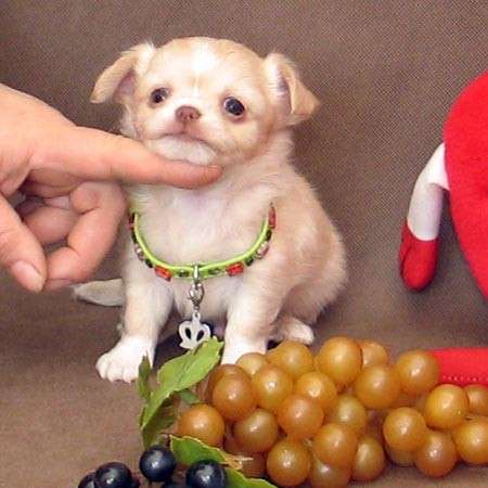 Чудесный щенок чихуахуа