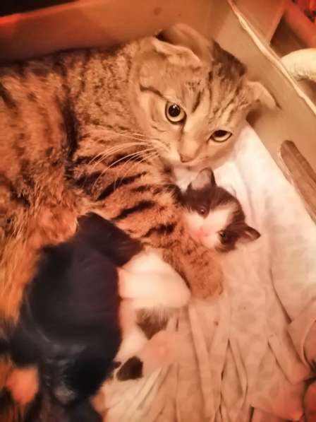 Котята в Новосибирске фото 30