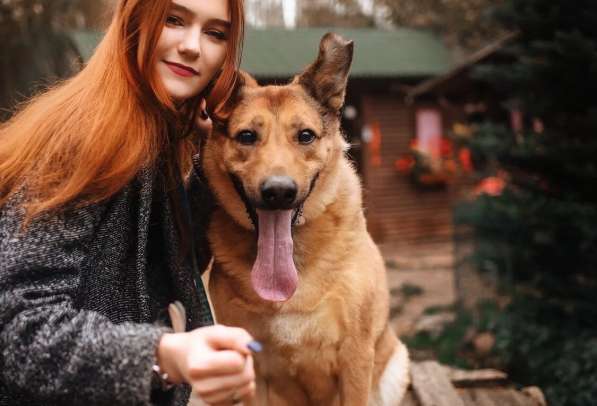 Хороший рыжий пес, лучший друг человека в Санкт-Петербурге фото 6