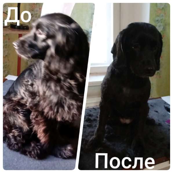 Стрижка собак в Усть-Илимске фото 5