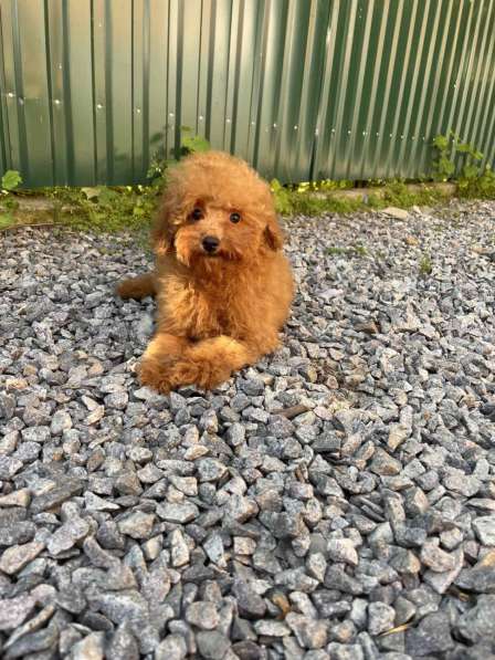 Пудель. Apricot в фото 5