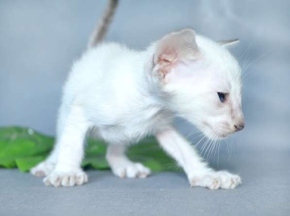 Ориентальные кошки из питомника в Москве фото 10