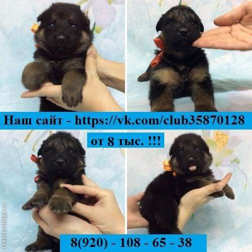 Щеночки немецкой овчарки