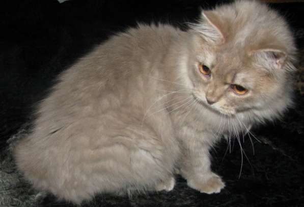 Британские длинношерстные(хайленд) котята уникальных окрасов в фото 3