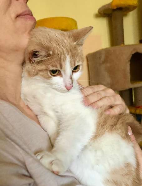Яркое солнышко котенок Марсик в дар в Москве фото 4