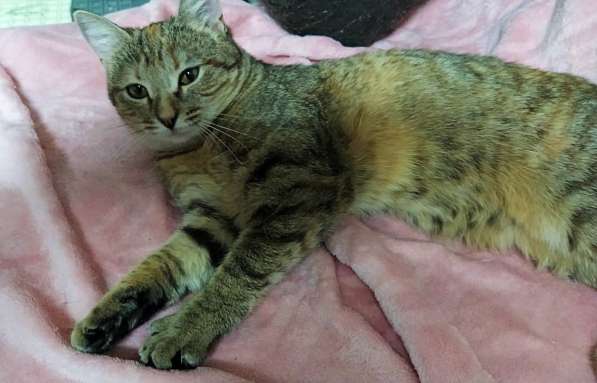 Молодая кошечка ищет дом в Москве фото 4