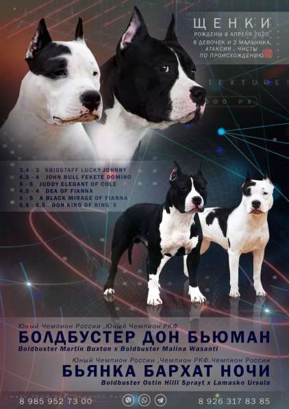 Шикарная лиловая девочка Амбулли 2 месяца в Москве фото 13