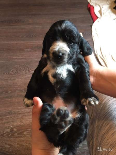 Щенки кокер спаниеля в Саратове фото 12