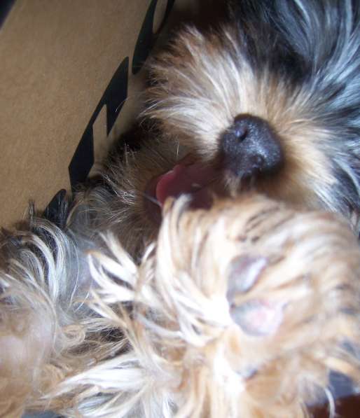 Йорк в Екатеринбурге фото 4