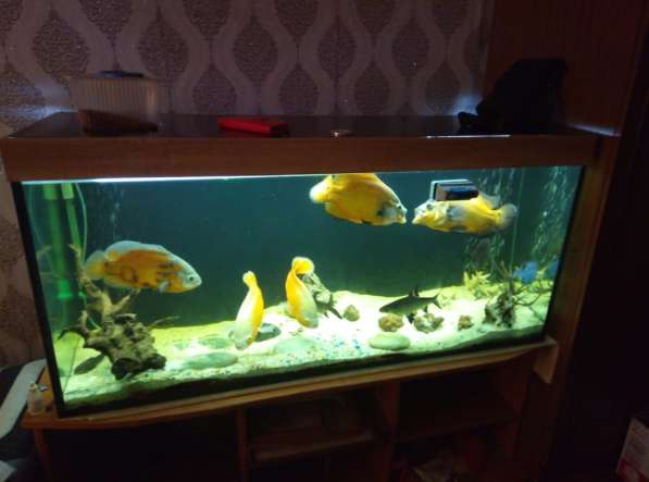 Продается аквариум с рыбоми в Ливнах