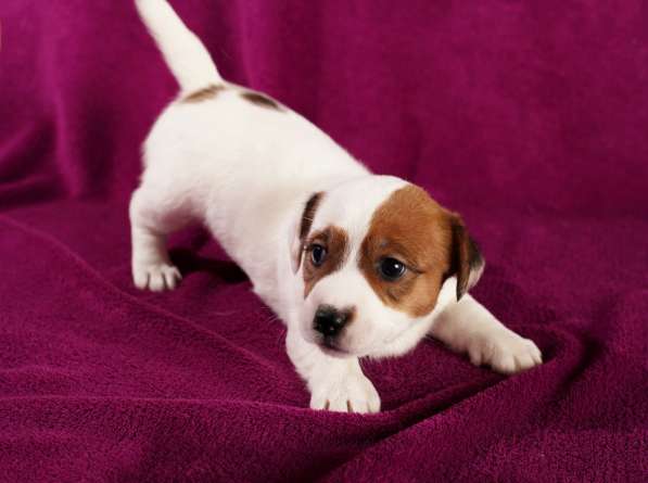 Щенки в Симферополе фото 11