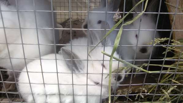Кролики в Урюпинске фото 3