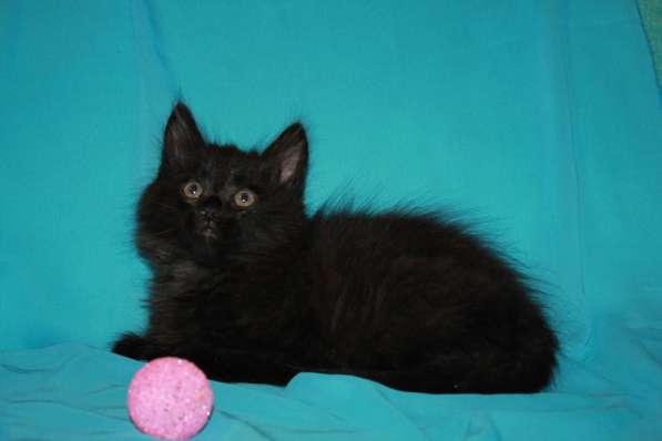 Котенок девочка в добрые руки в Москве фото 17