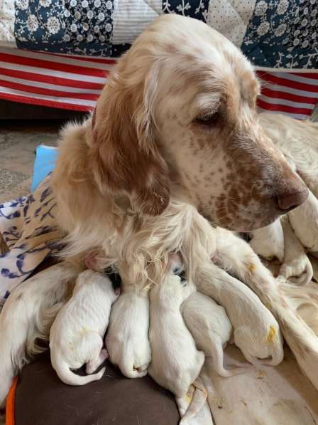 Английский сеттер щенки из элитного питомника в Москве фото 174