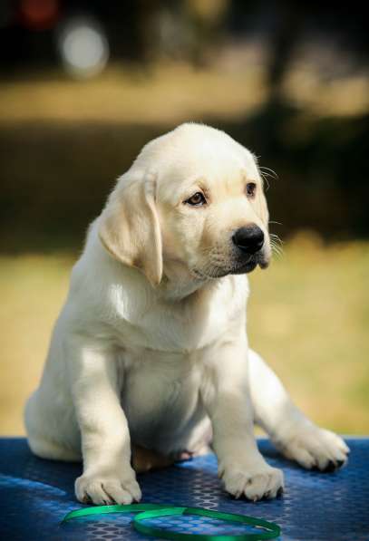 High quality Labrador Retriever puppies в фото 48