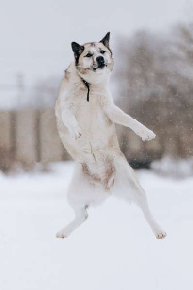 Суперактивная Халва в Москве фото 18