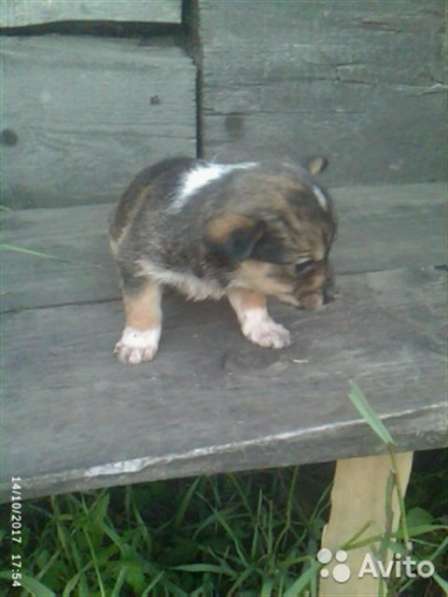 Отдам щенков дворняжки в Ленинск-Кузнецком