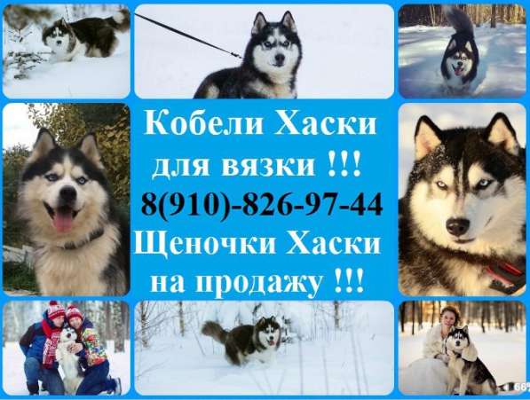 Кобели хаски для вязки и щеночки хаски в Иванове