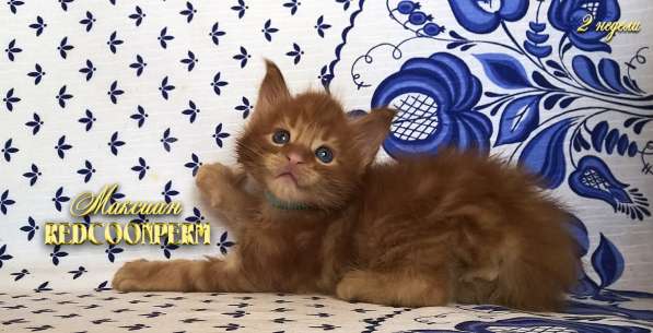 Котёнок мейн кун - уникального красного окраса. Шоу класс в Красноярске фото 3