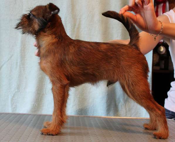 Великолепные щенки гриффона и пти-брабансона. Вязки в Москве фото 17