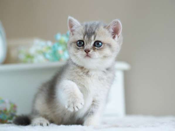Британский котенок. Голубая золотистая девочка в Москве фото 5