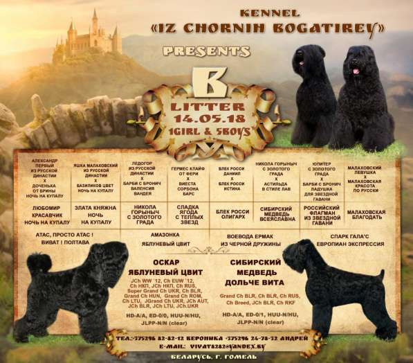 Русский Чёрный Терьер щенки в фото 6