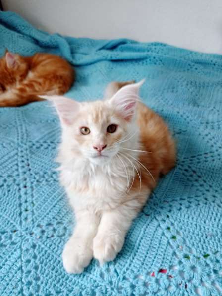 Meincoon мейн кун котята в фото 13