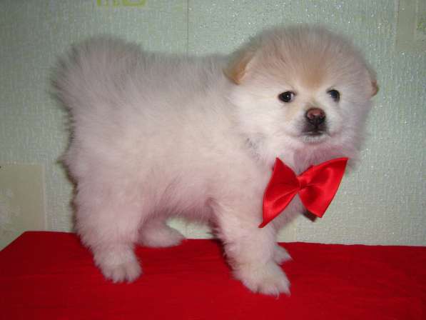 Лисята в Ростове-на-Дону фото 28