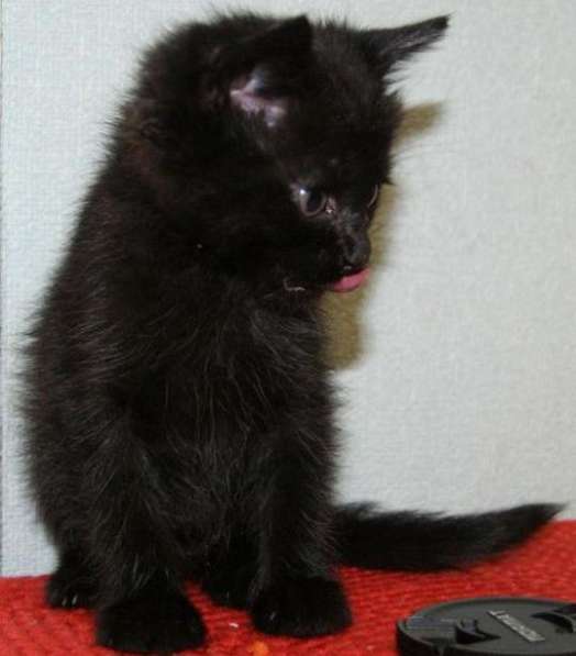 Черный котенок Сибирской породы, мальчик в Тюмени фото 3