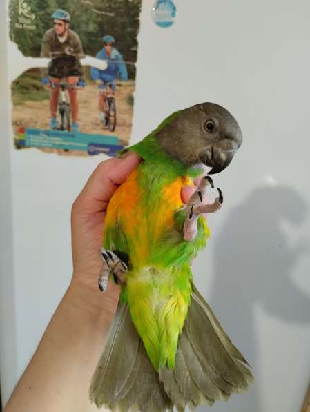 Сенегальский попугай ручной птенец выкормыш в Москве фото 3
