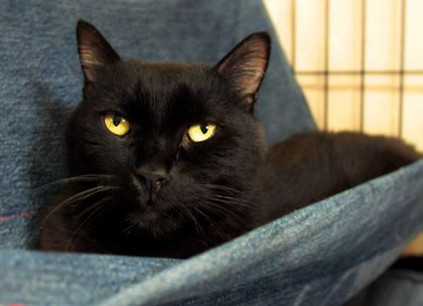 Добросердечный Мартин в ожидании счастья в Москве