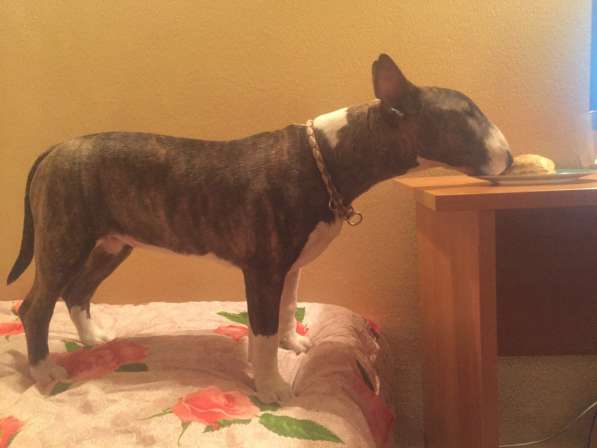 Standard Bullterrier. Female в Санкт-Петербурге фото 7