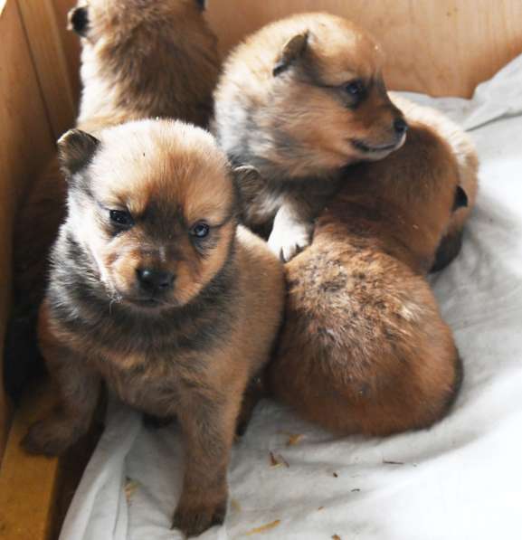 Щенки финского шпица / карело-финской лайки в Москве фото 6
