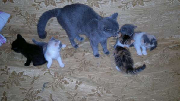 Британские полукровки в Самаре фото 10