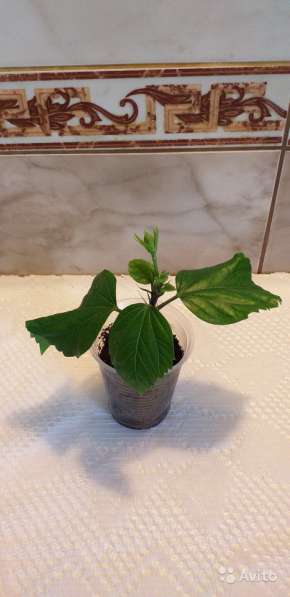 Гибискус китайский в Севастополе фото 5