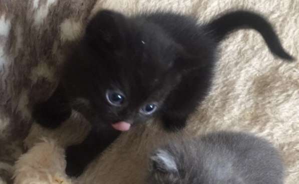 Котенок в фото 7