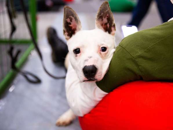 Маленькая умная собачка ищет дом в Санкт-Петербурге фото 13