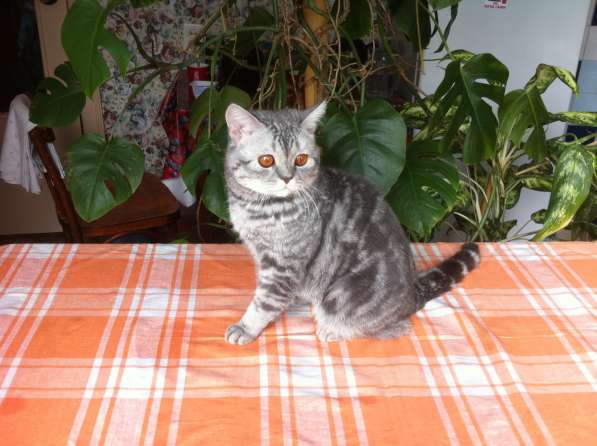 Скоттиш-страйт приглашает вислоухих кошек на вязку в Барнауле фото 4