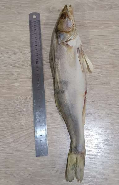 Вяленая рыба оптом! в Славянске-на-Кубани фото 6